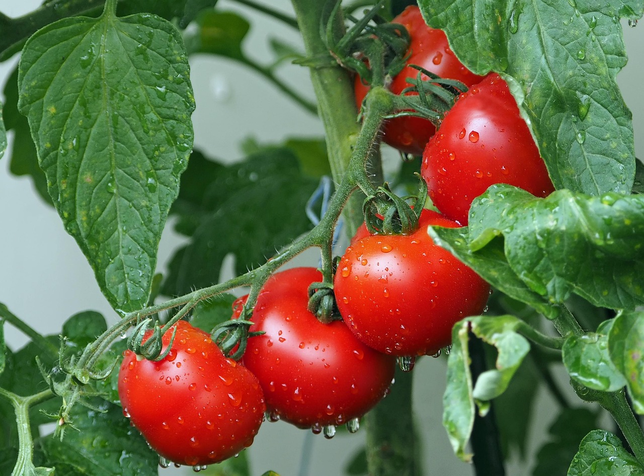 A close-up shot shows several bright red, elongated tomatoes, some still on the vine, with green leaves in the background.