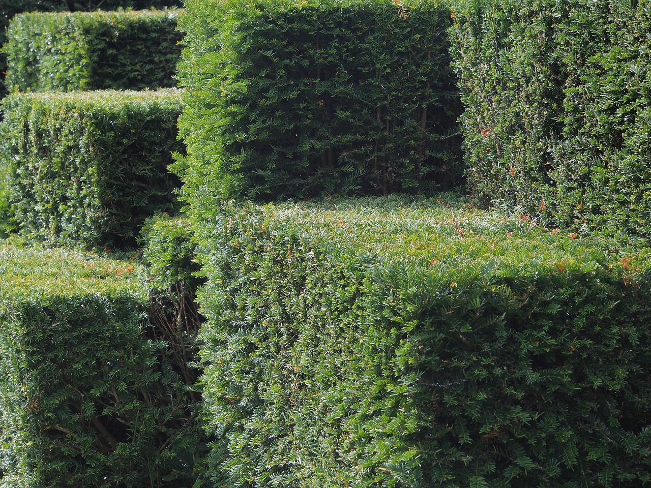 A close-up shot shows a meticulously sculpted green topiary in the shape of a bird, possibly a peacock, with its tail fanned out, set against a blurred natural background.