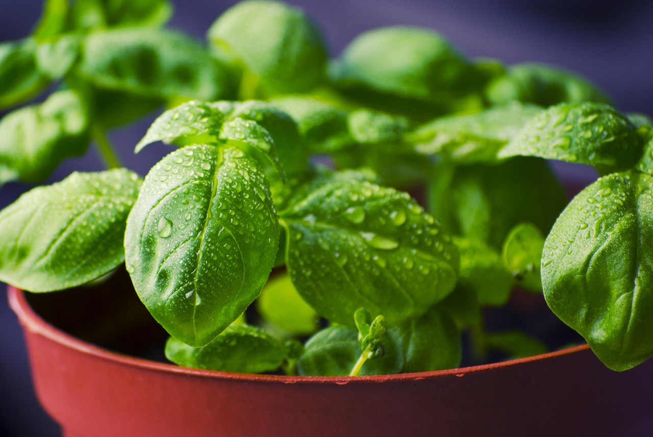 A close-up shot shows fresh green basil leaves with water droplets on them, suggesting they have just been washed or are very fresh.