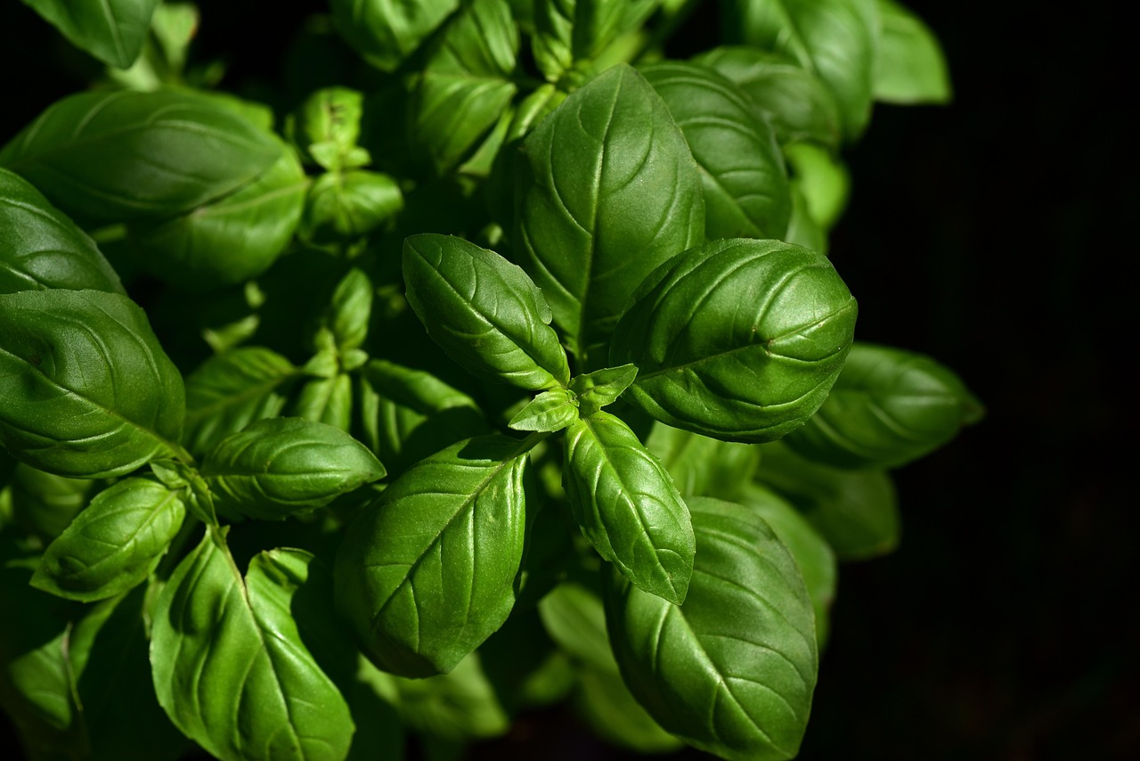 A close-up shot shows fresh green basil leaves, some with water droplets, arranged on a dark surface.