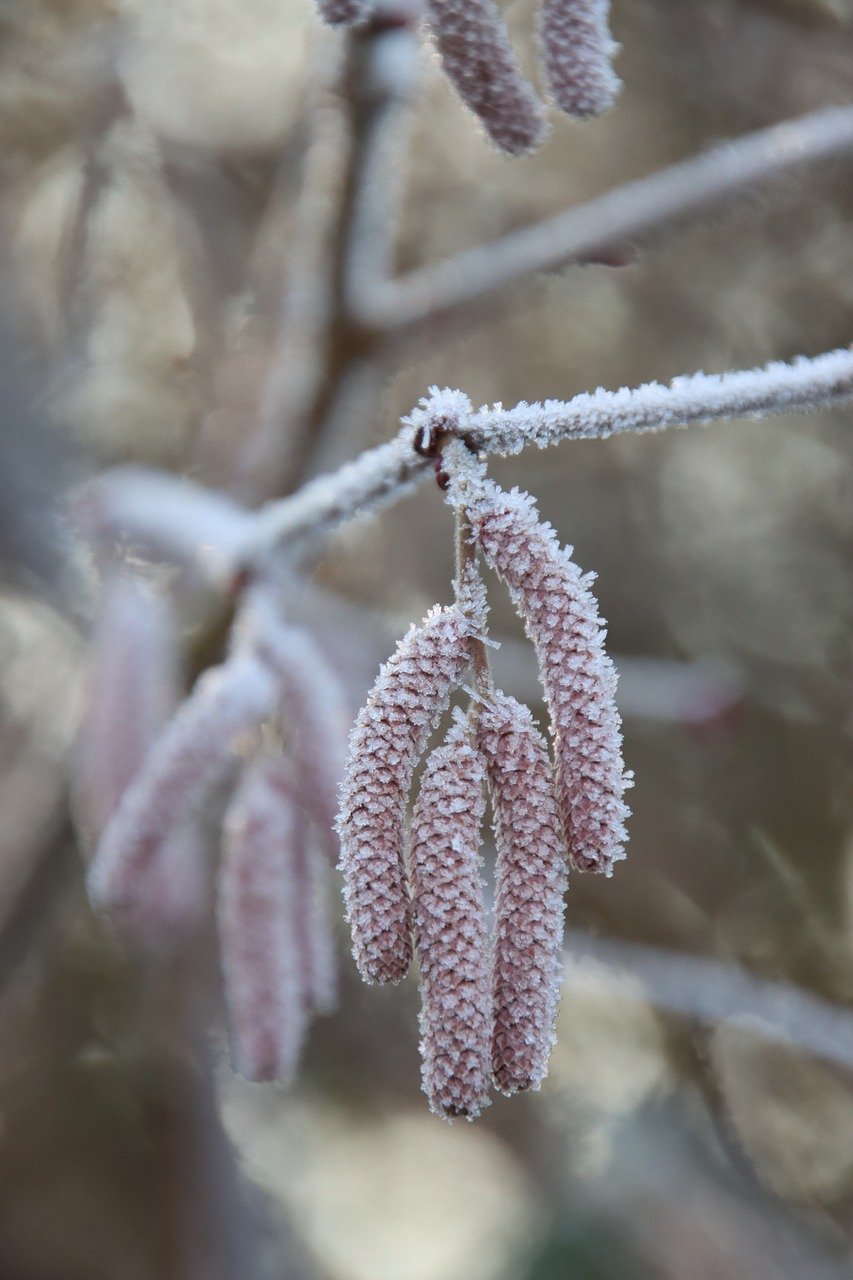 A close-up shot shows a small, green plant with several leaves covered in frost, indicating very cold temperatures.