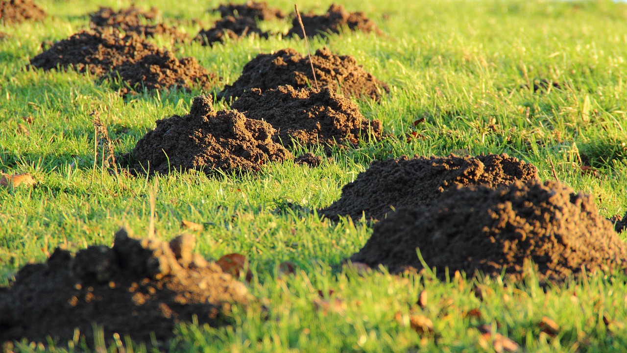 A close-up shot shows a patch of green grass with some brown, dry areas and a few small weeds, indicating a lawn in need of care.