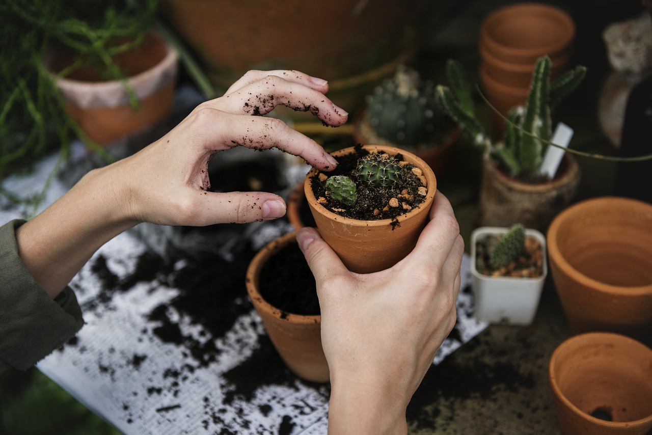 A person is holding a small green plant with visible roots, preparing to plant it into a pot filled with soil.